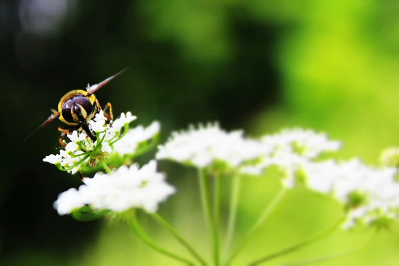 a bee that is sitting on some flowers