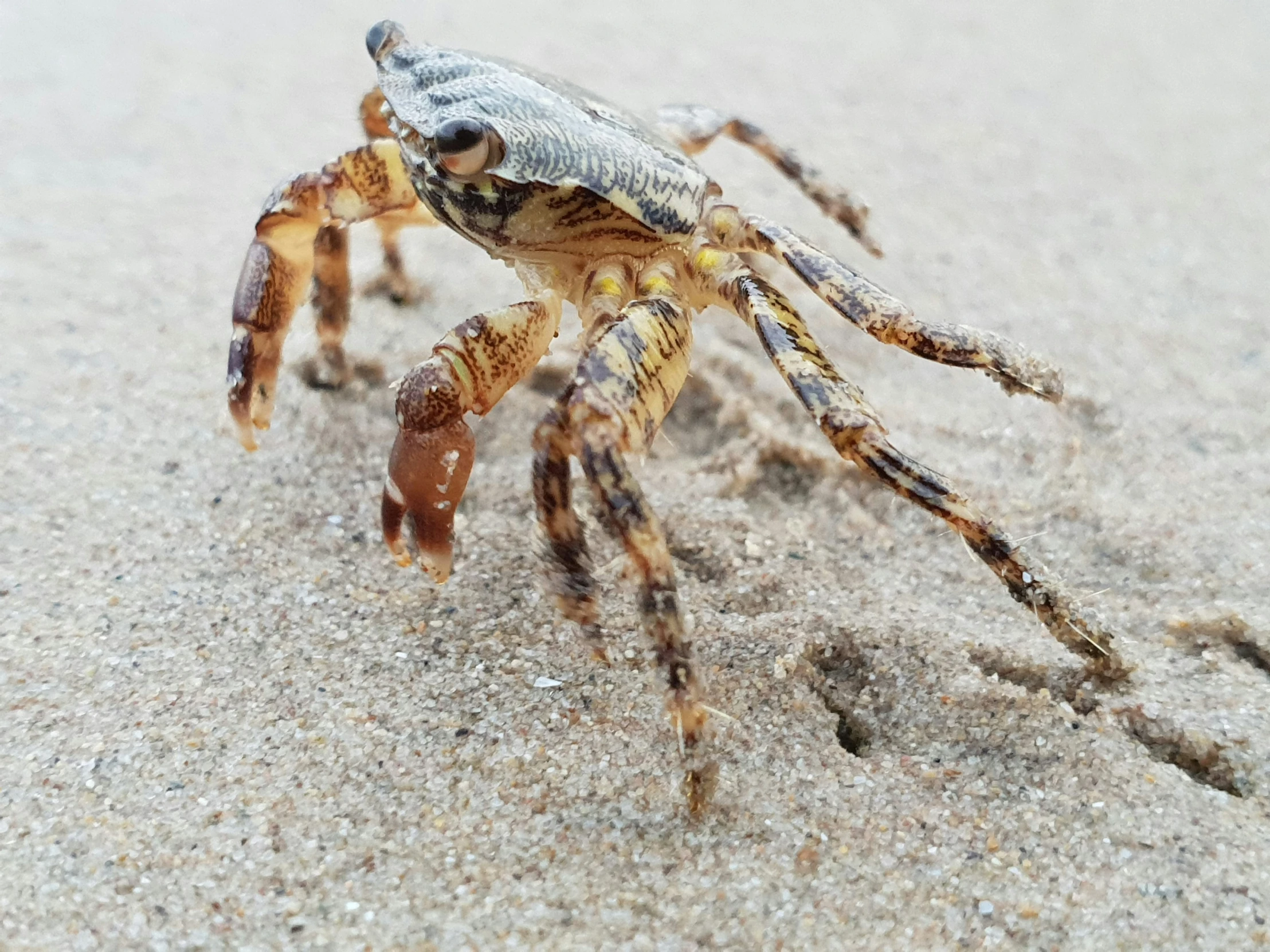 there is a small crab that has long legs