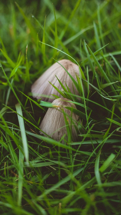 the little mushroom is growing in the grass