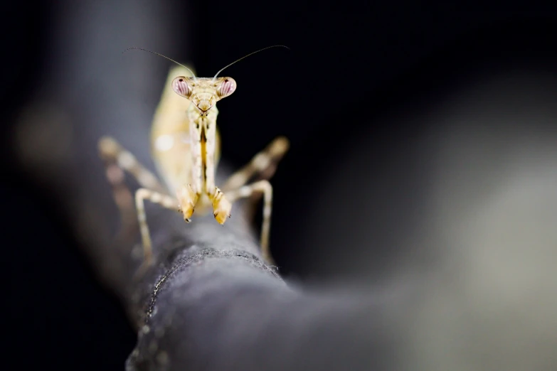 a mantiscope sits on the back of a mans legs