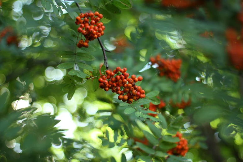 berries hang from the nches of an evergreen tree