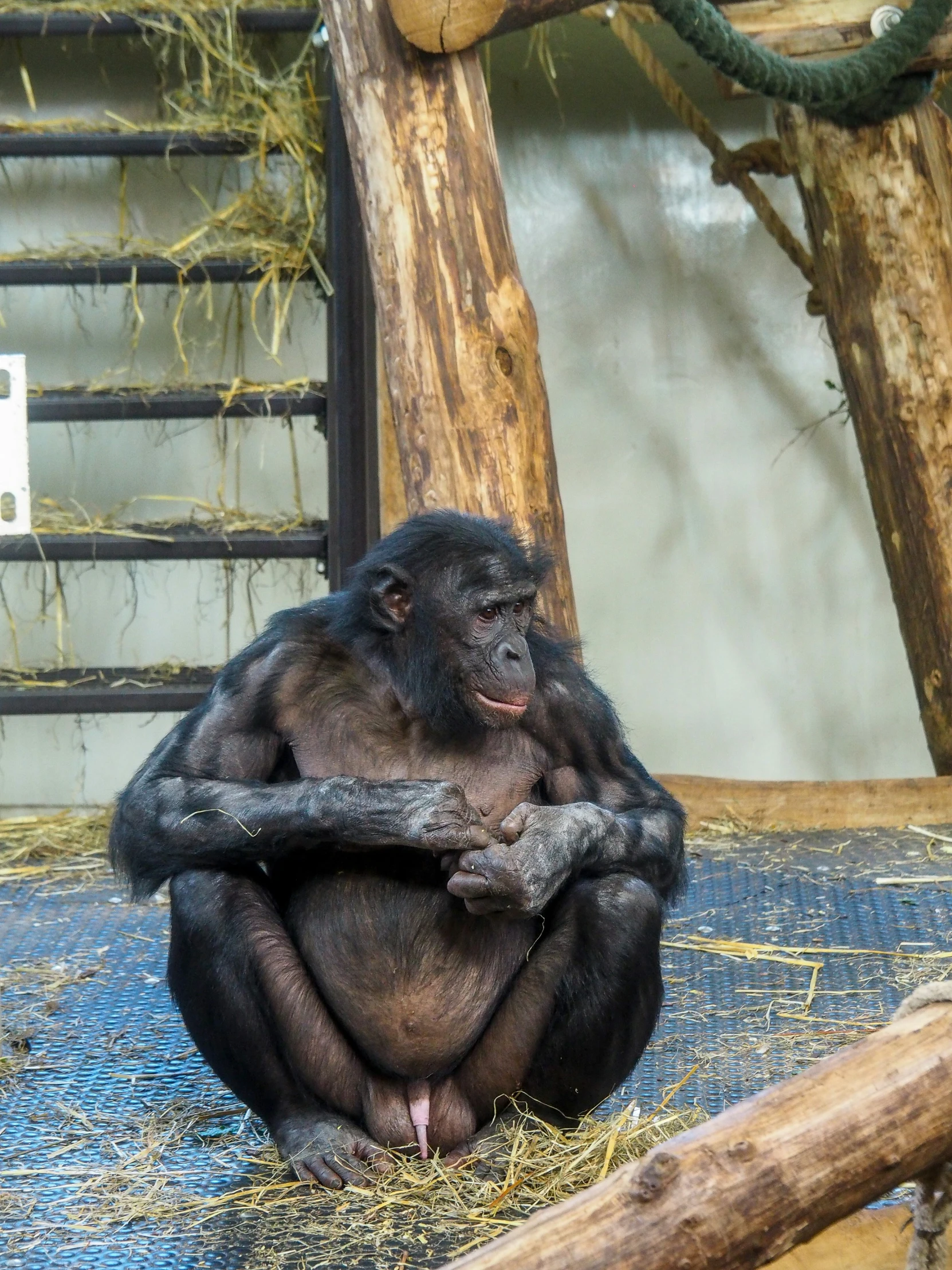 a chimpan sits on a wooden chair with a stick in his paws