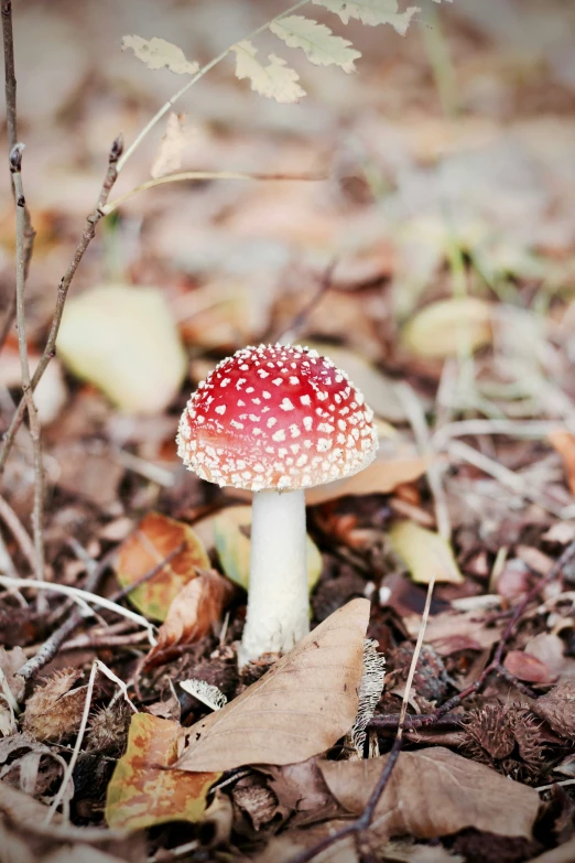 there is a small red mushroom growing in the forest