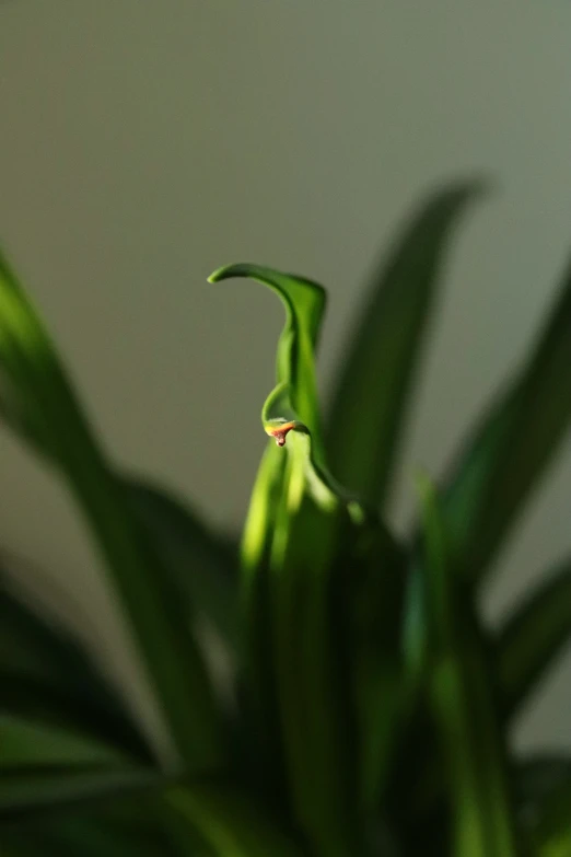 the end of a leaf with small red drops on it