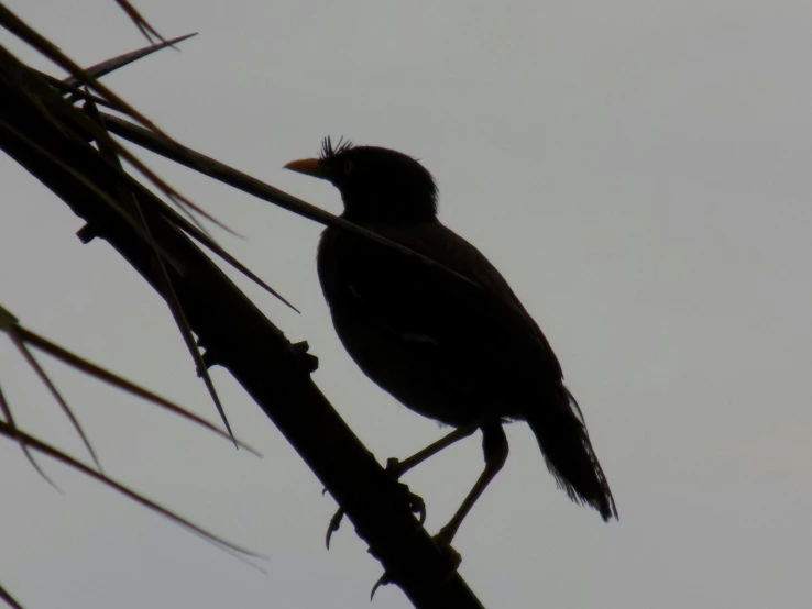 black bird sitting on a nch of a palm tree
