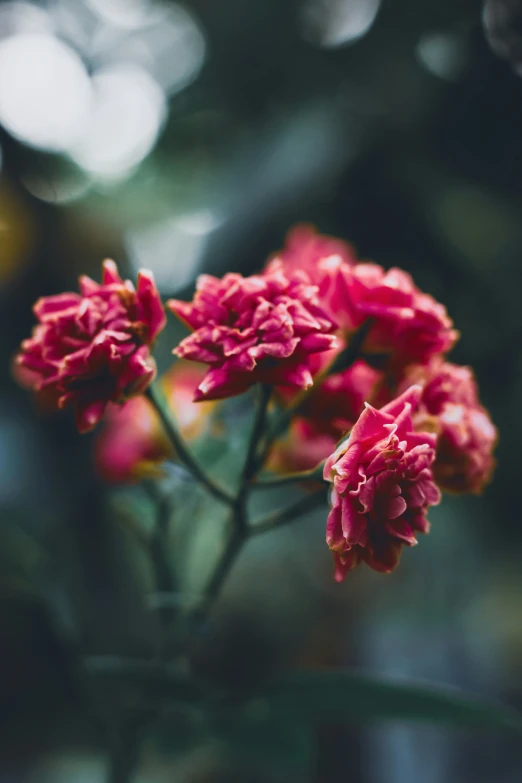 a pink flower with very red flowers with blurry background