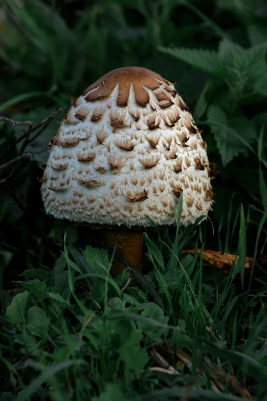 a white mushroom that has many brown spots