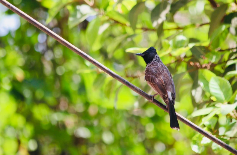 a bird perched on top of a thin wire