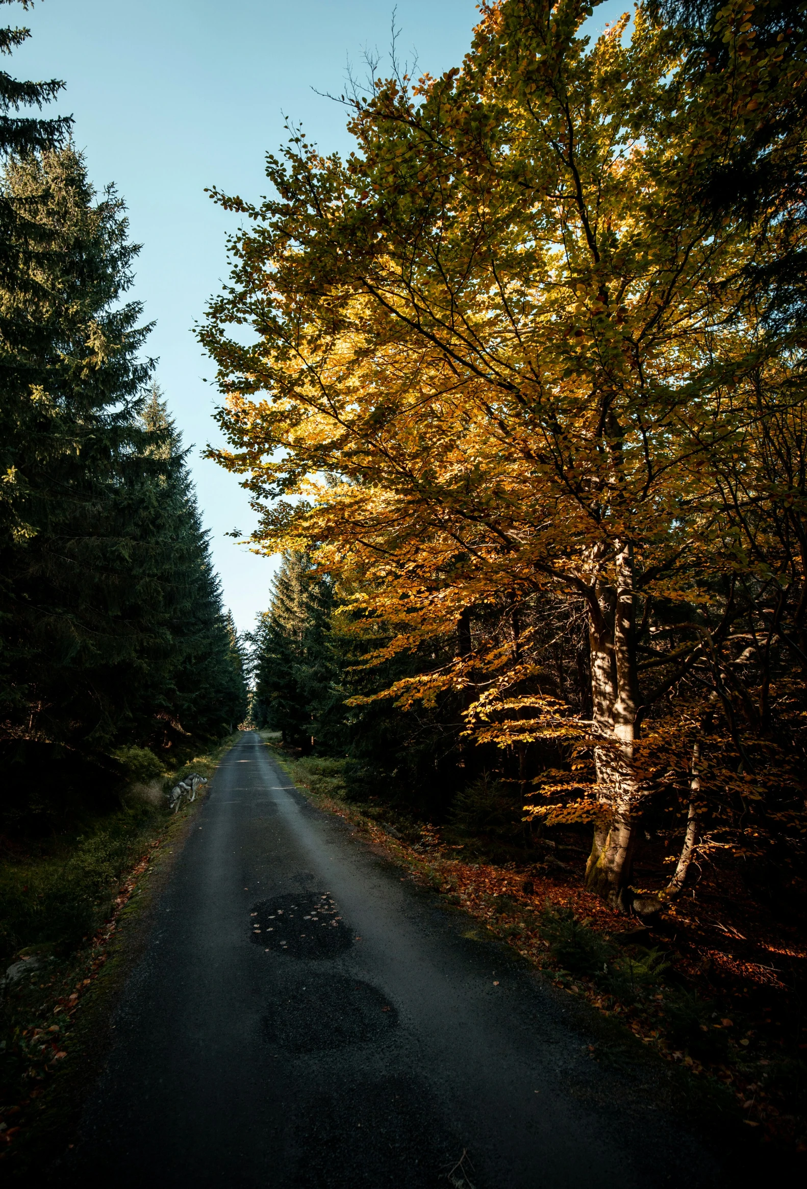 a road through the woods in autumn with yellow and red trees