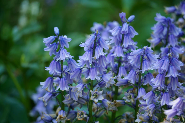 purple flowers are standing close together in the midst of green leaves