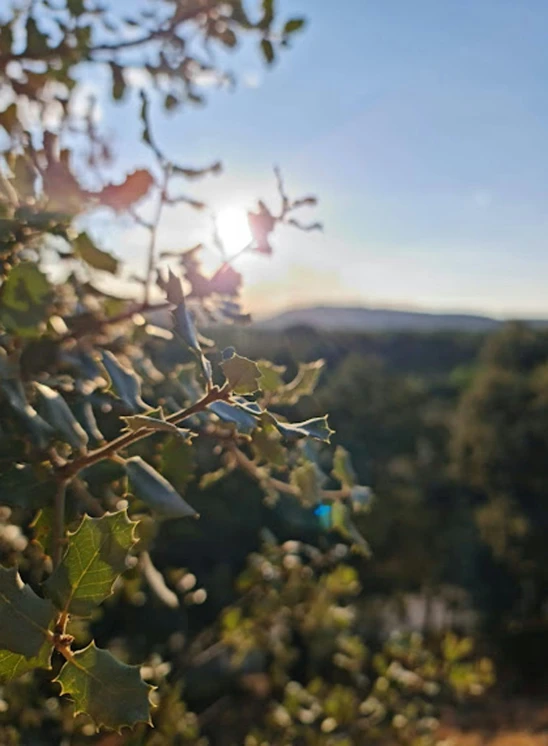 the nches and leaves of an oak tree