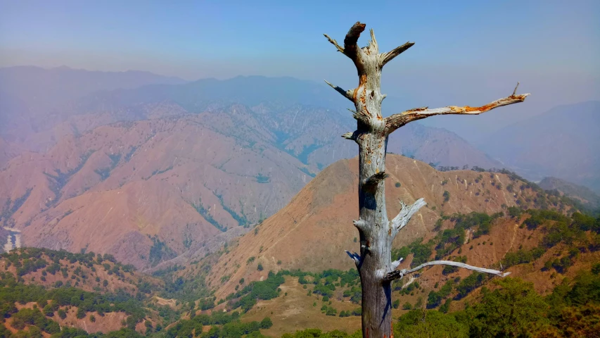 the dead tree is overlooking the mountains and forest