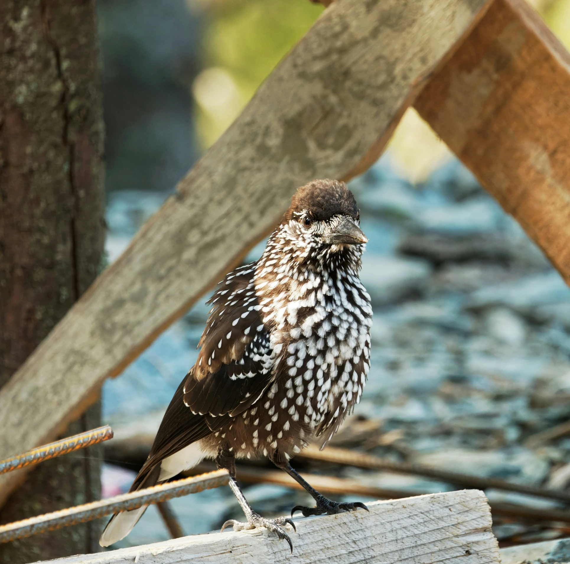 a bird is standing on a piece of wood