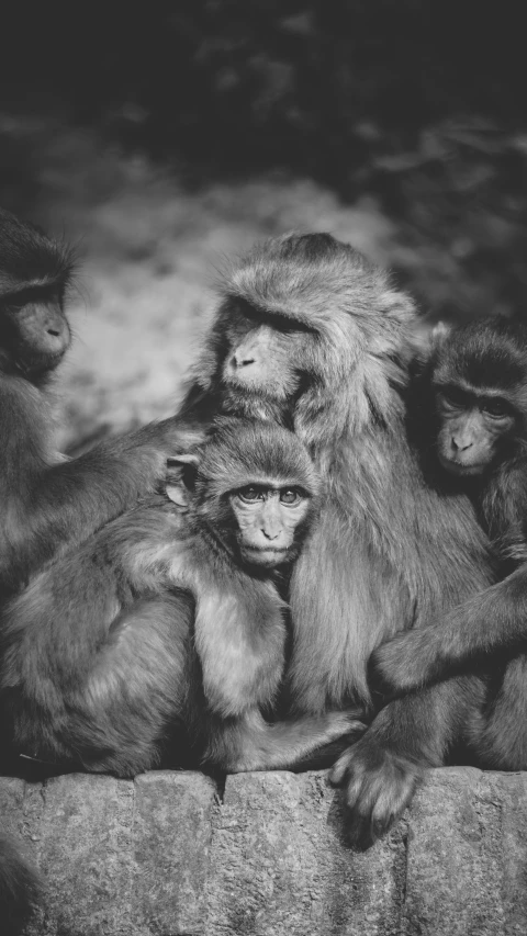 an adult and two young baboons relax while holding each other's tail