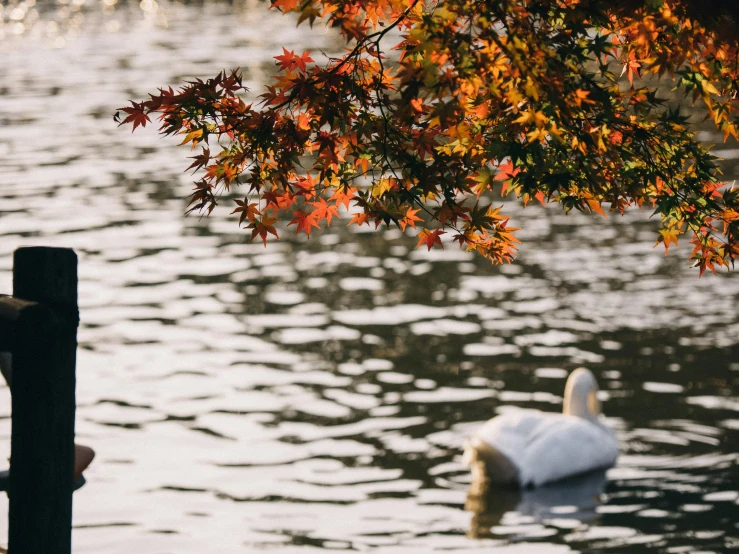 two geese are swimming in a body of water