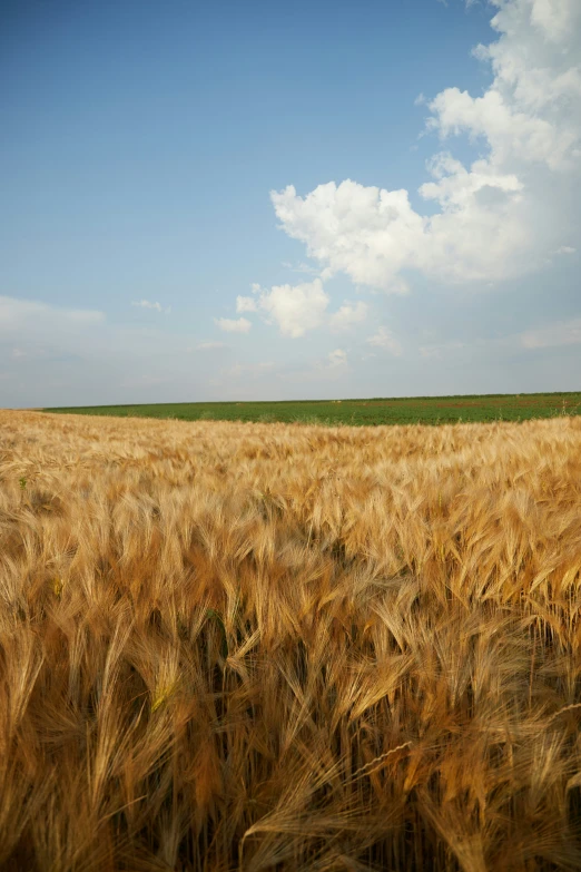 an open field of wheat with a clear sky