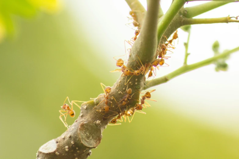 an antepoid covered in aphides standing on a plant