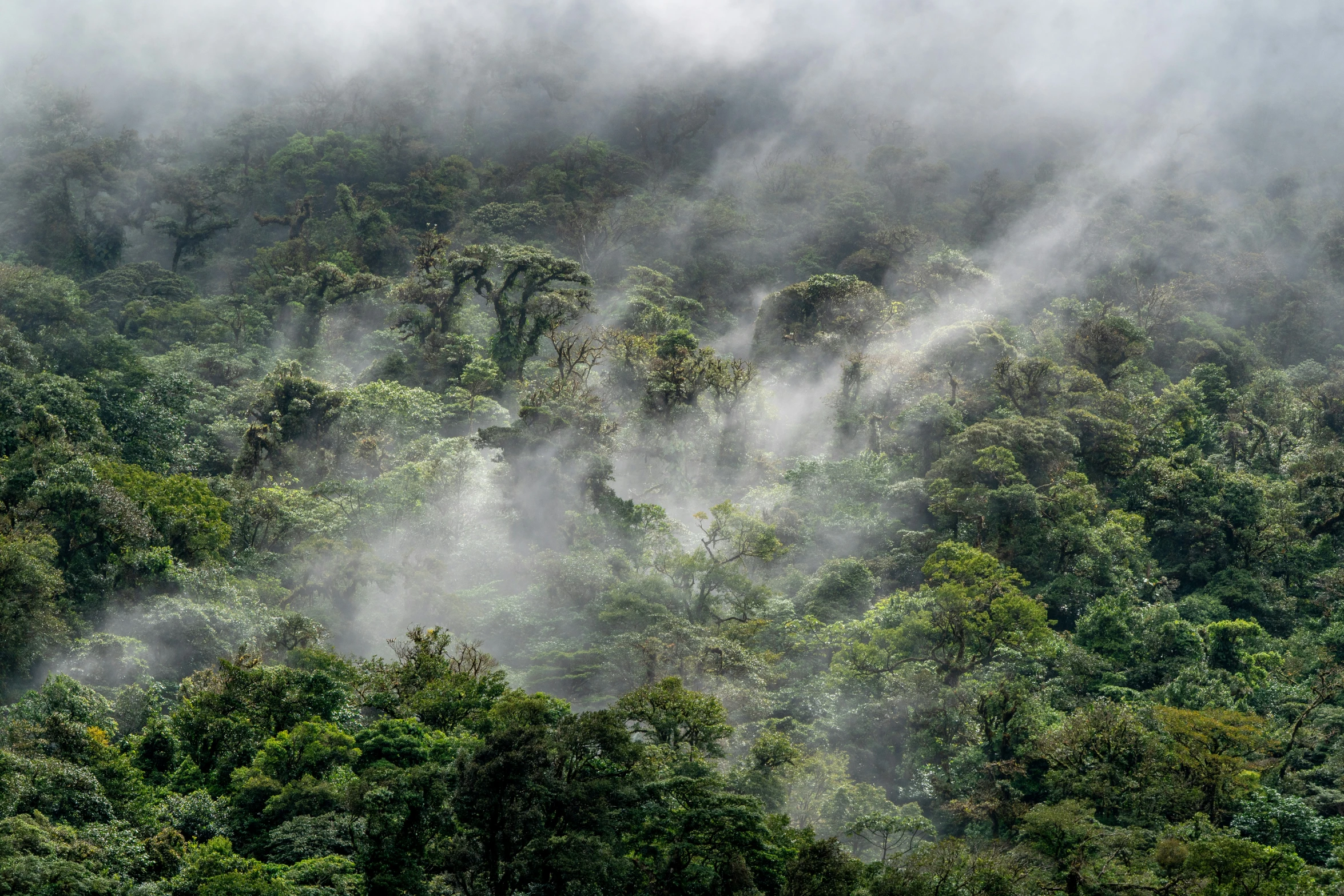 view of thicket of forest in the rainforest on a foggy day