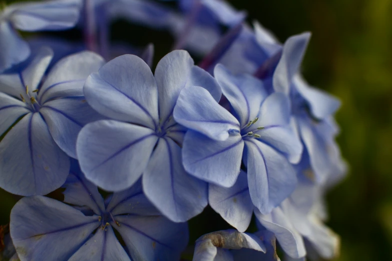 the blue flowers are blooming from them