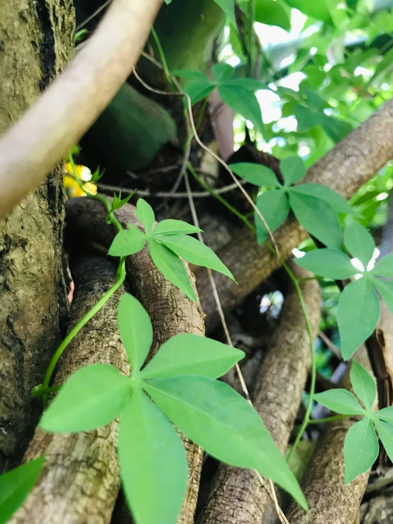 a very tall tree with lots of green leaves on it