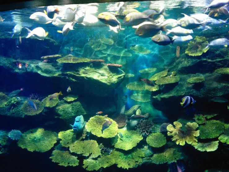 an aquarium with a large amount of aquatic life