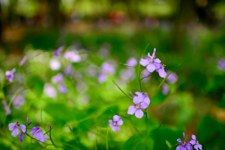 the flowers are in full bloom and are still on the ground