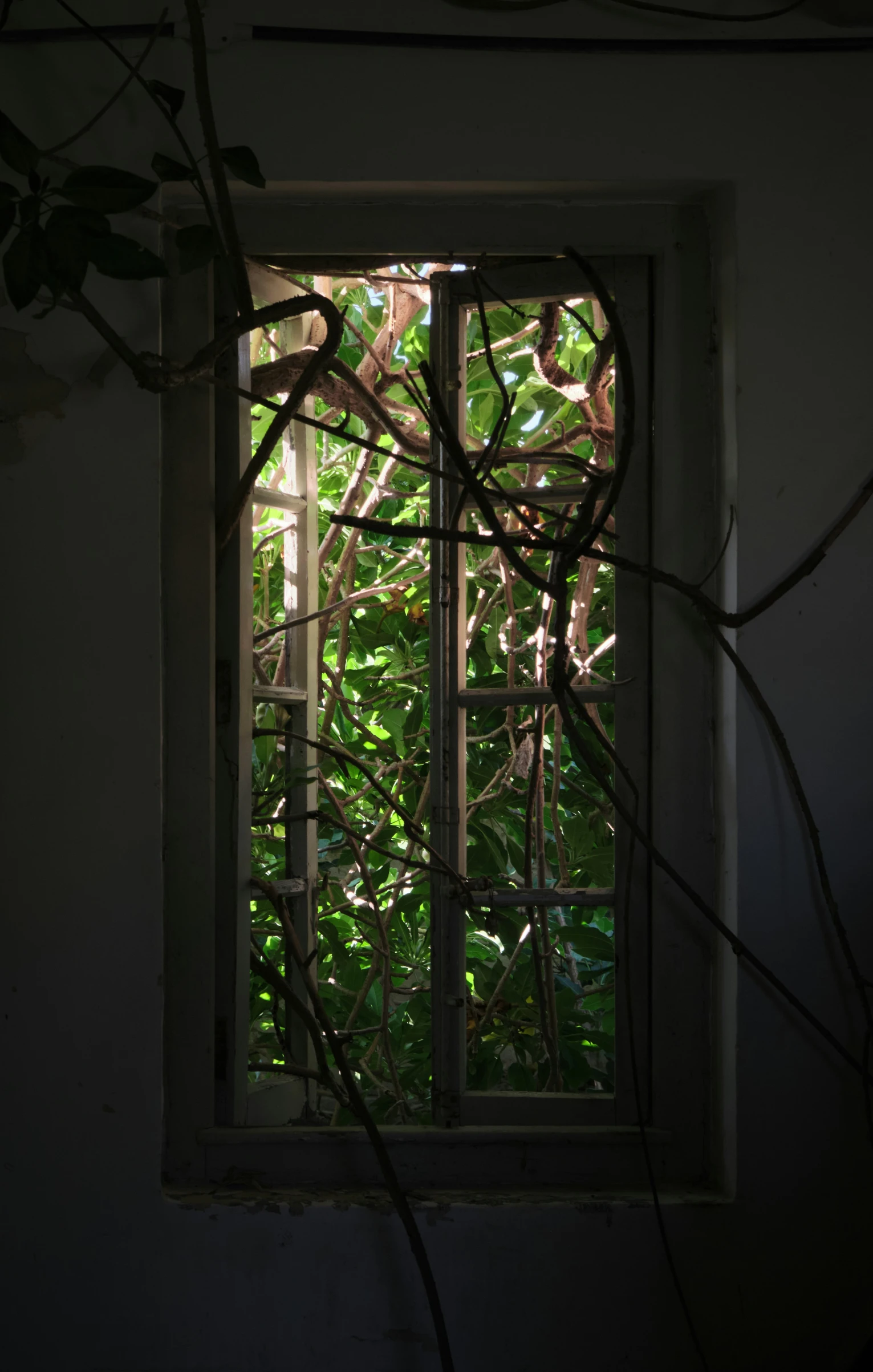 an open window with a tree in the background