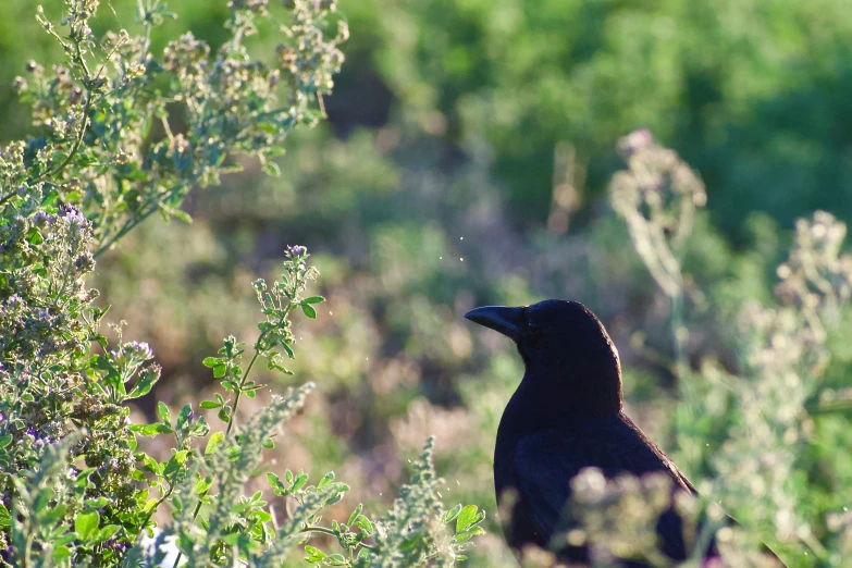 a black bird sitting in a grassy area with weeds