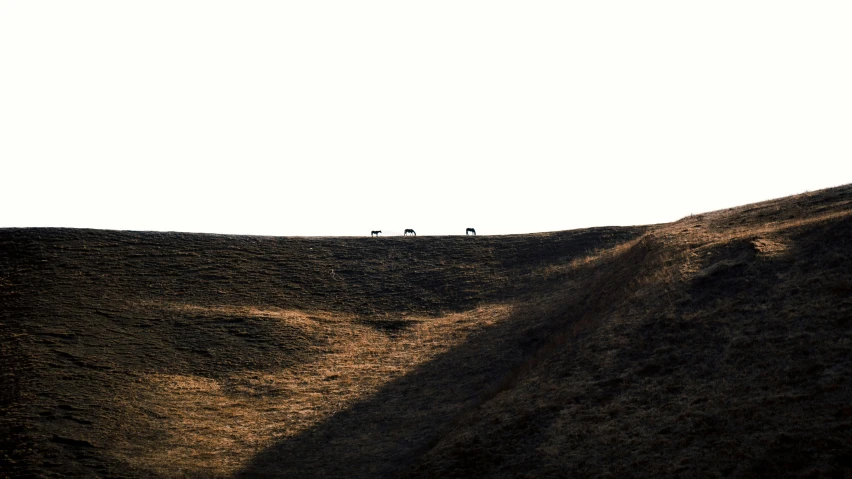 animals are on a hill in the late evening