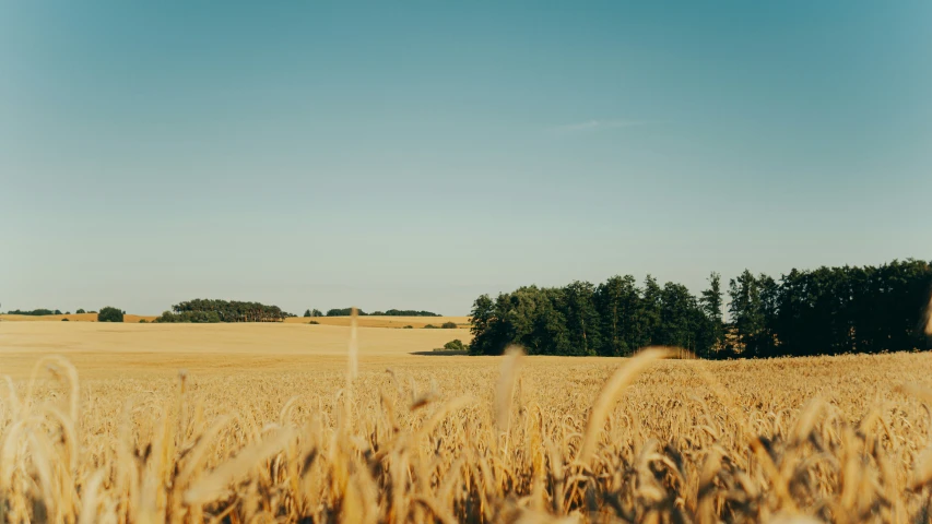 tall grass in a large field with trees in the background