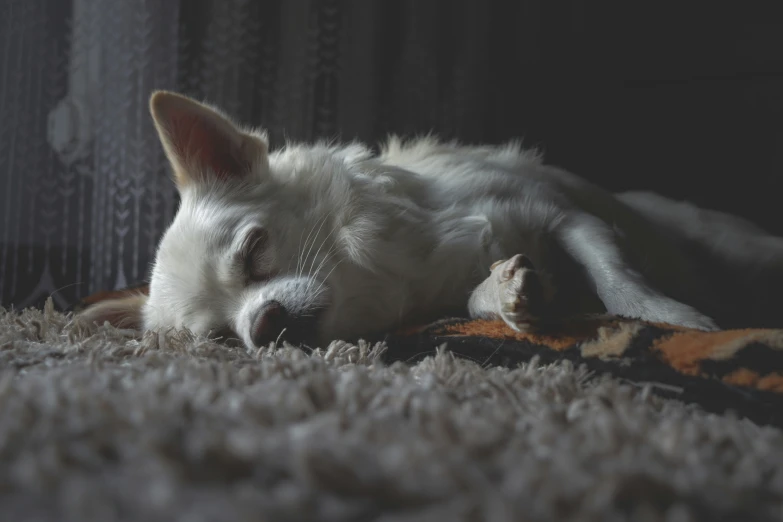 a white dog sleeps on the carpet with his face near the window