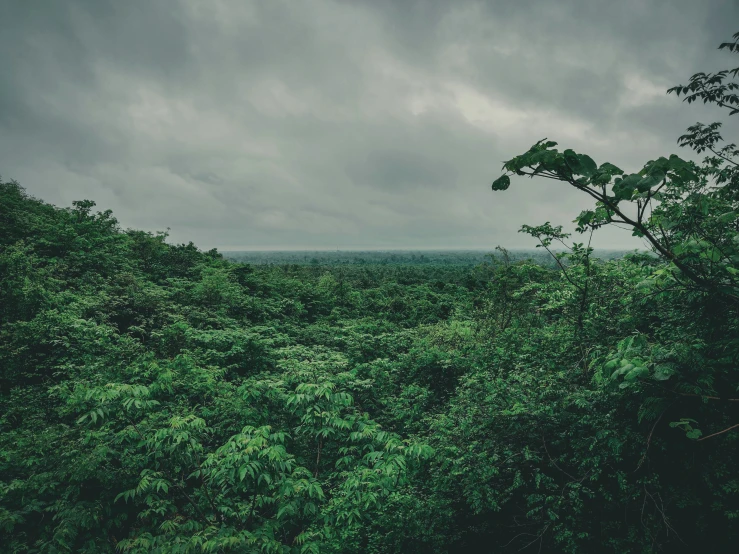 this is an image of the green canopy of trees