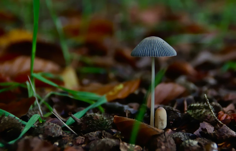 there is an image of a mushroom in the woods