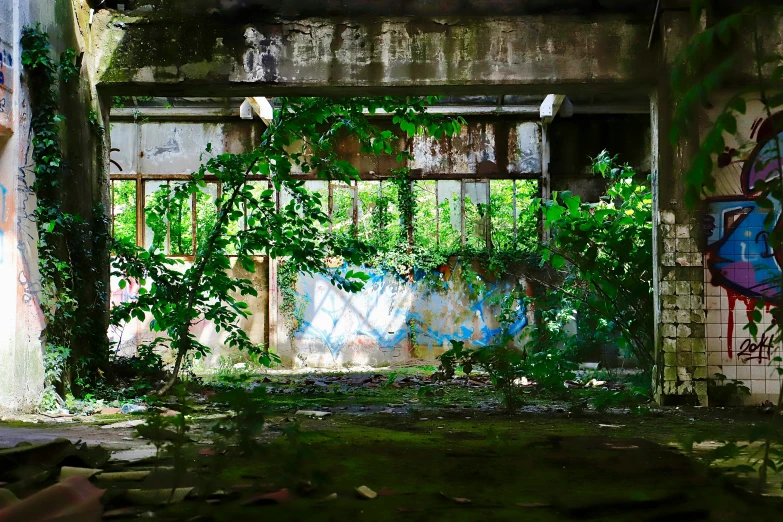 graffiti and ivy are sprouting around an abandoned building