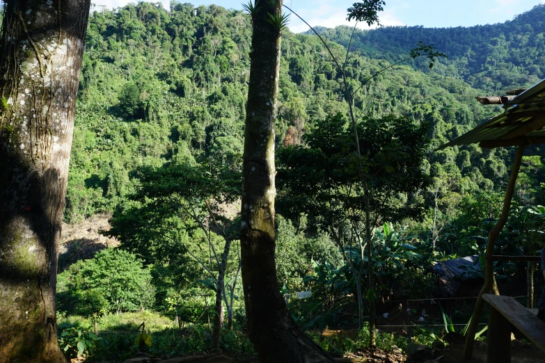 a view of trees and a forest from the deck