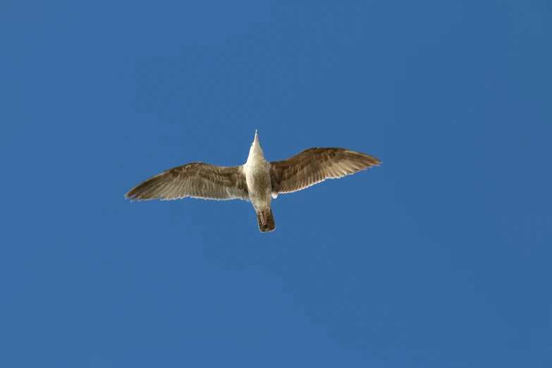 a bird flying high in the blue sky