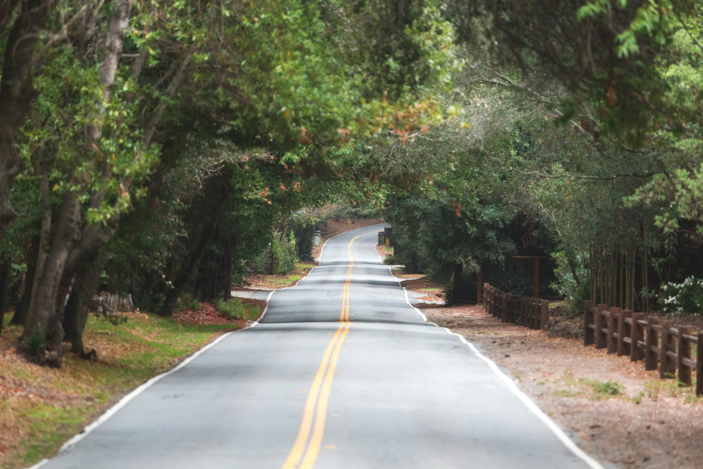 a empty road lined with trees and fences