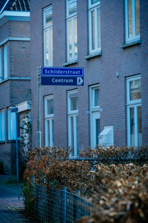 blue street sign next to a hedge and building