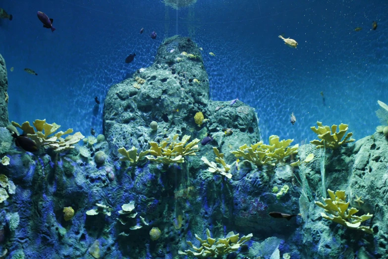 an underwater pograph of some fish swimming over corals