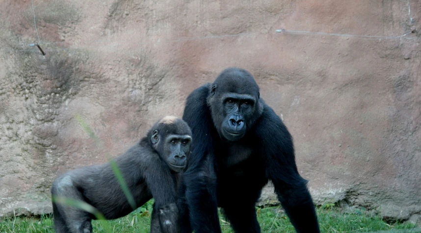 a mother gorilla helping a baby oranguel out