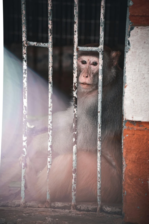 a monkey sitting in its cage looking through a glass door