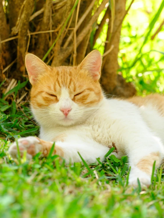 a cat sleeping on the grass near a tree