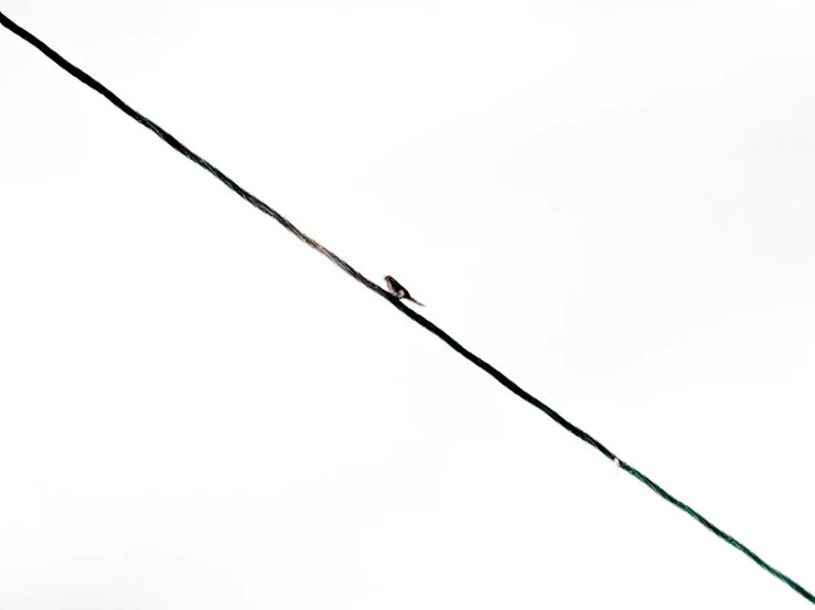 a single bird sitting on a wire and flying