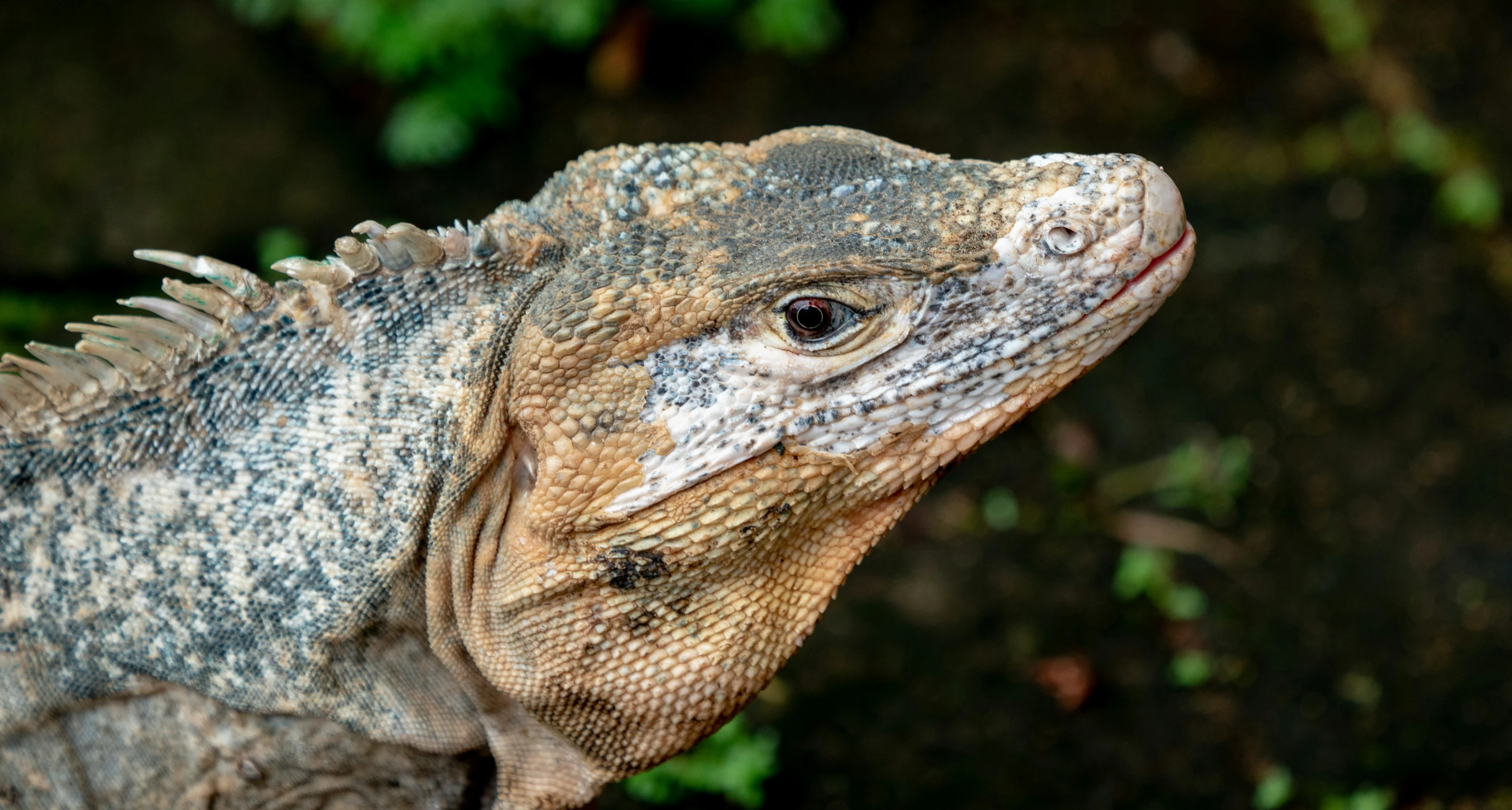 a very big pretty looking lizard in a field