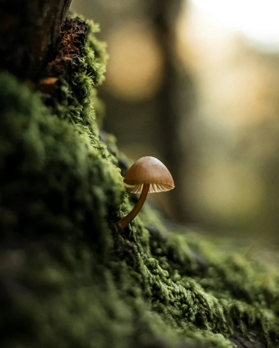 a mushroom sitting in the moss next to a tree