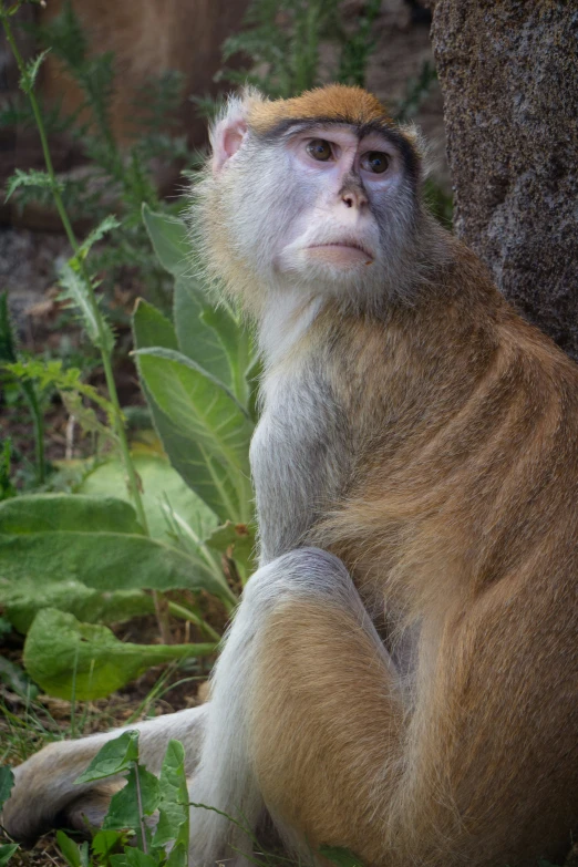 an adorable monkey is sitting in the grass