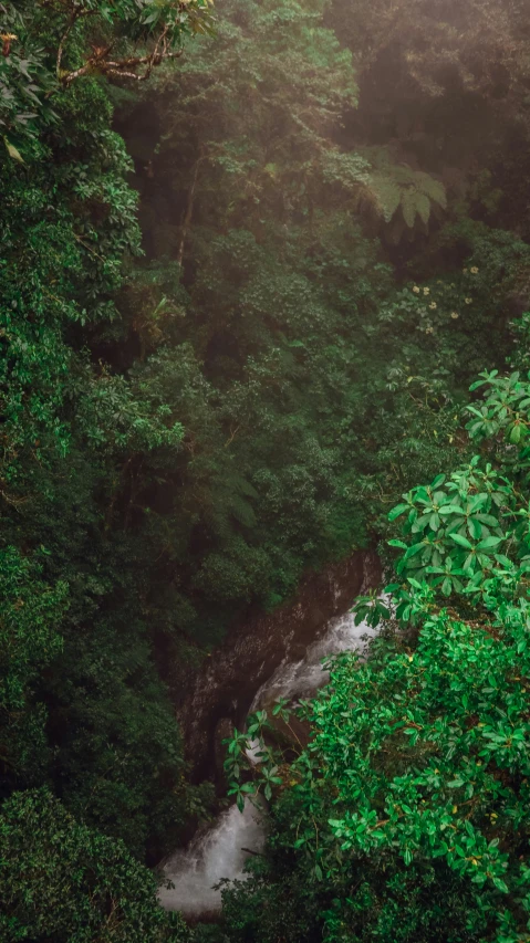 a view of a river in the middle of a jungle