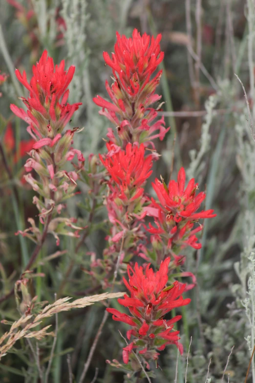 a picture of some red flowers growing together