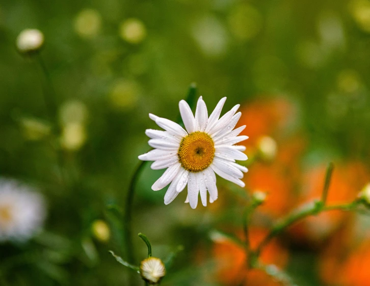 the white daisy is sitting on the flower stem