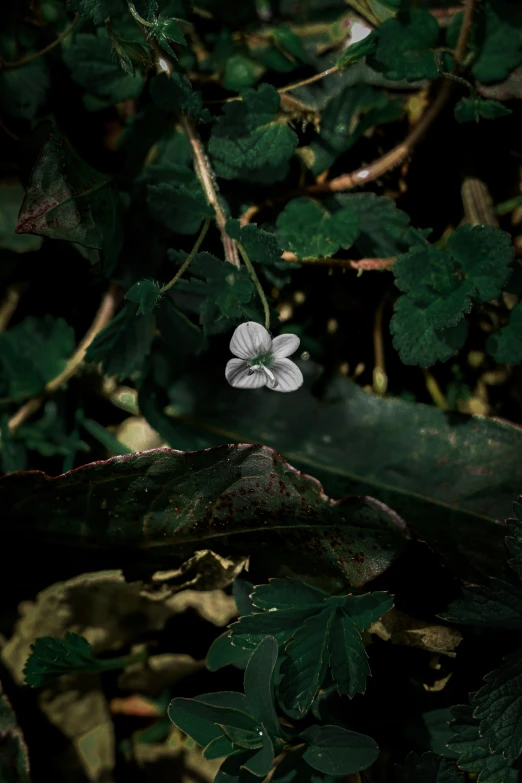 a small white flower on some leaves